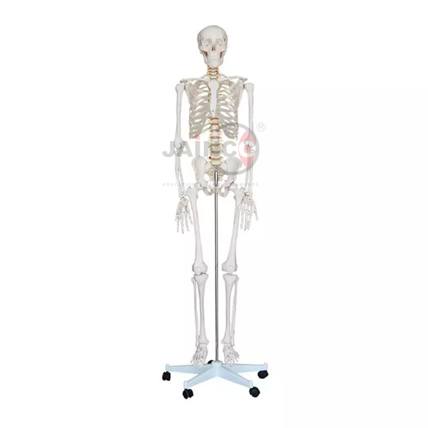 Human Skeleton Tall 180 cm